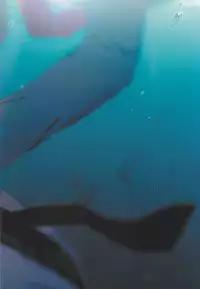 (Douyara Deban no Youda! 8) [Fuzainoyamada (Fuzai Yumoto)] MAYDAY (Boku no Hero Academia)