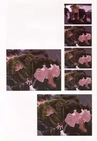 (C62) [INKPOT (Oyari Ashito)] A PIECE OF THE WORLD (Shirotsume Souwa -Episode of the Clovers-)