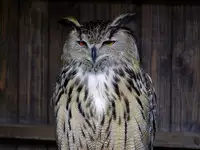 [Shiina] Noraneko Shoujo to no Kurashikata Ch. 4-16 [Chinese] [虎斑木菟漢化] [Digital]